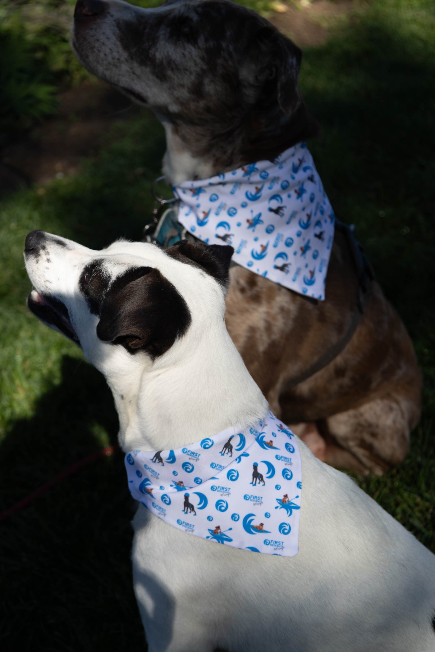 FD Dog Bandana