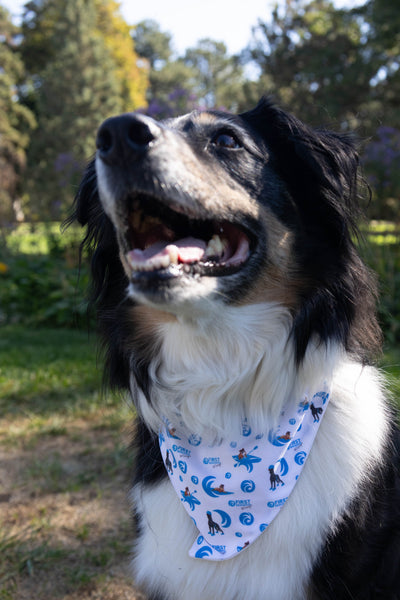 FD Dog Bandana