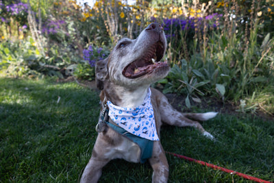 FD Dog Bandana